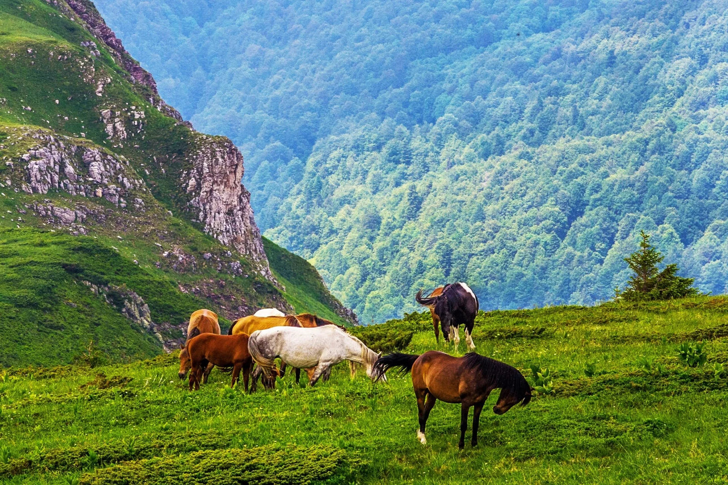 horse riding tours full day